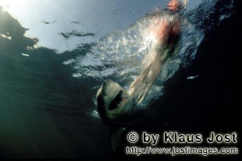 Weißer Hai/Great White shark/Carcharodon carcharias        Approaching unnoticed, the Great White S