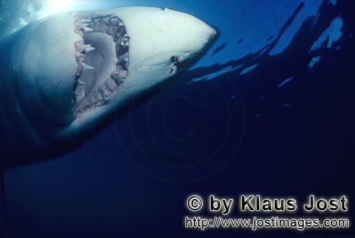 Great White Shark/Carcharodon carcharias        Great White Shark close up         A great white 