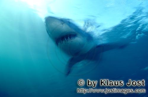 Great White Shark/Carcharodon carcharias        Great White Shark – one of the sea’s most impres
