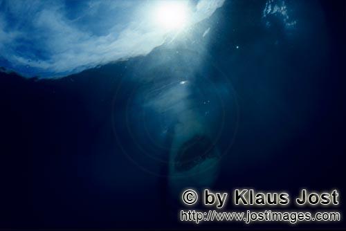 Weißer Hai/Great White shark/Carcharodon carcharias        Great White Shark ascending to the ocean