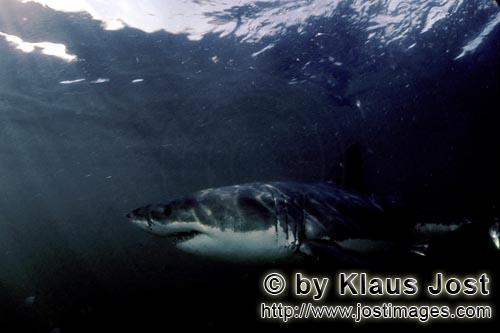 Great White shark/Carcharodon carcharias        Great white shark - at home in the world's oceans</b