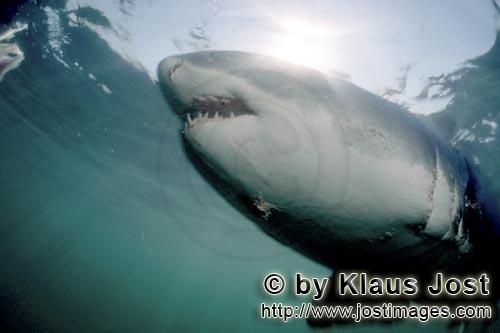 Weißer Hai/Great White Shark/Carcharodon carcharias        Great White shark    
