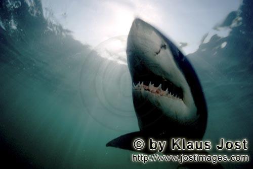Weißer Hai/Great White shark/Carcharodon carcharias        Vertically ascending Great White Shark</