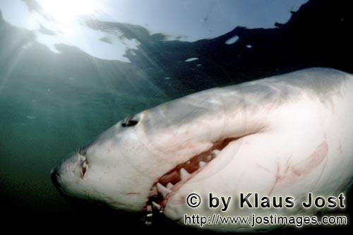 Weißer Hai/Great White shark/Carcharodon carcharias        Great White Shark searching for prey off