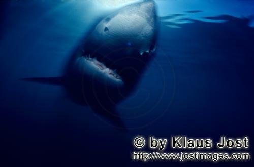 Weißer Hai/Great White Shark/Carcharodon carcharias        A fascinating animal: the Great White Sh