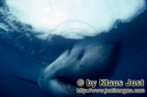 Great White Shark/Carcharodon carcharias        Great White Shark close up         A great white 