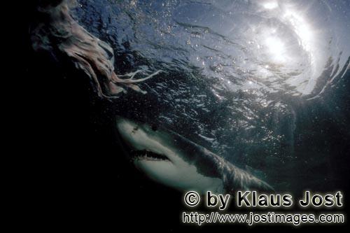 Weißer Hai/Great White shark/Carcharodon carcharias        Great White Shark emerging from the dept
