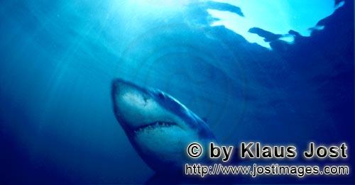 Weißer Hai/Great White Shark/Carcharodon carcharias        Great White Shark (Carcharodon carcharia