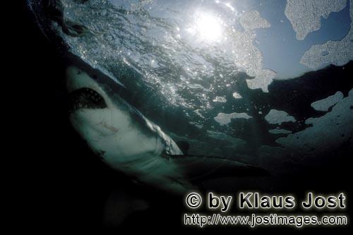 Weißer Hai/Great White shark/Carcharodon carcharias            Great White shark        