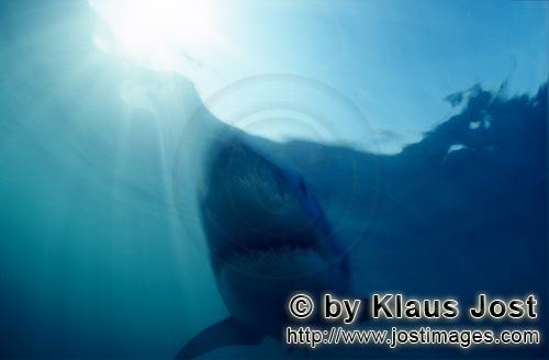 Weißer Hai/Great White Shark/Carcharodon carcharias        Great White Shark - a beautiful animal</