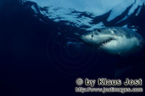 Weißer Hai/Great White Shark/Carcharodon carcharias        Carcharodon carcharias        A great