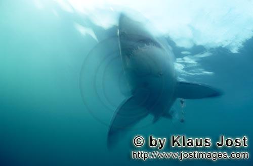 Weißer Hai/Great White Shark/Carcharodon carcharias        Great White Shark        A great whit