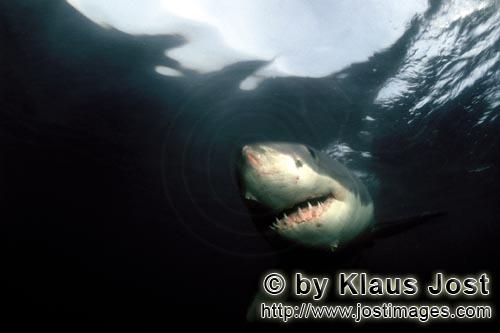 Great White shark/Carcharodon carcharias        Great White Shark in the dark water         A gre