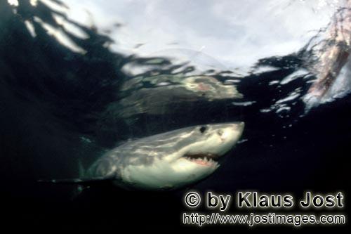 Great White shark/Carcharodon carcharias        The Great White Shark plays a key role in the marine