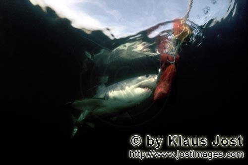 Great White shark/Carcharodon carcharias        Great White Shark at the bait buoy        A great wh