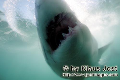 Great White shark/Carcharodon carcharias        The Great White shark has reached its target        