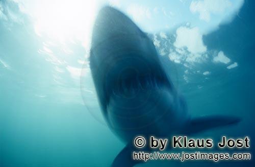 Weißer Hai/Great White Shark/Carcharodon carcharias        Phantom Great White Shark        A gr