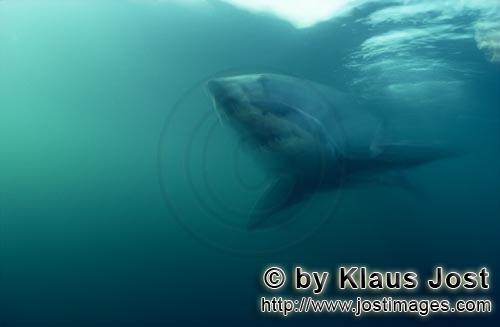Weißer Hai/Great White Shark/Carcharodon carcharias        Surface hunter Great White Shark       