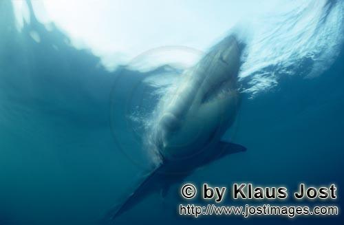 Weißer Hai/Great White Shark/Carcharodon carcharias        The Great White Shark is the world's lar