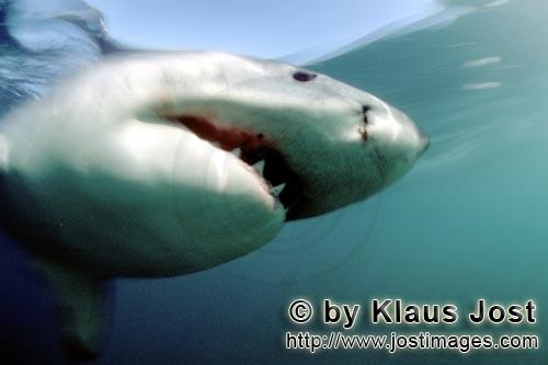Weißer Hai/Great White shark/Carcharodon carcharias        An elegant predator: the Great White Sha