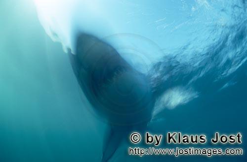 Great White Shark/Carcharodon carcharias        Phantom Great White Shark         A great white s