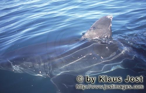 Weißer Hai/Great White shark/Carcharodon carcharias        Impressive white shark dorsal fin      