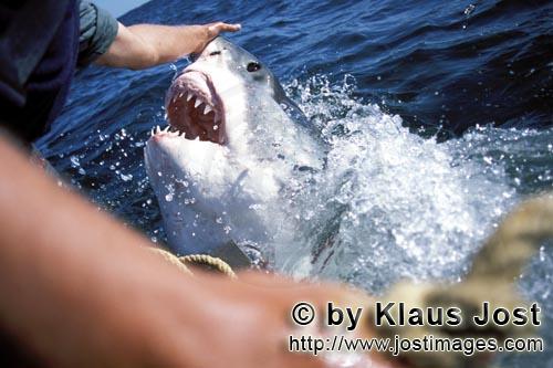 Weißer Hai/Great White Shark/Carcharodon carcharias        Slashing jaws - Michael Rutzen in action