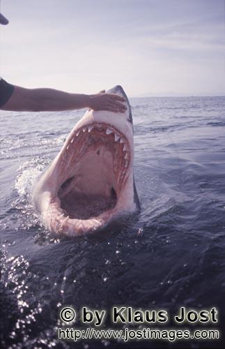Great White shark/Carcharodon carcharias        An intriguing look inside the mouth of the Great Whi