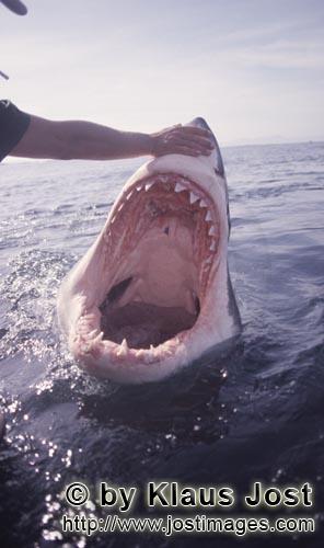Weißer Hai/Great White shark/Carcharodon carcharias        An intriguing look inside the mouth of t