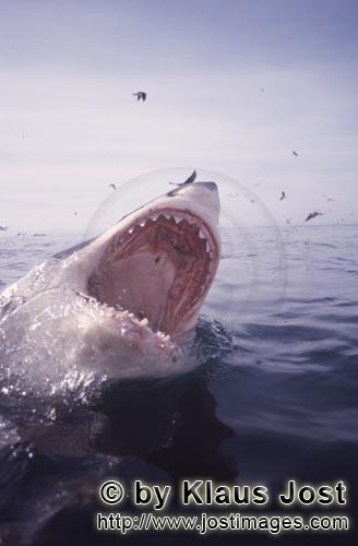 Great White Shark/Carcharodon carcharias        Wide open white shark jaws and seabirds          Six