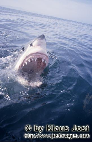 Weißer Hai/Great White Shark/Carcharodon carcharias        Great white shark JAWS on the sea surfac