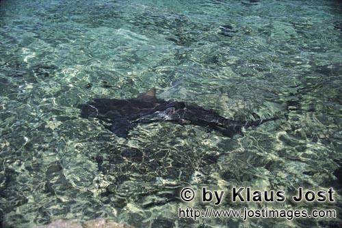 Bullenhai/Bull shark/Carcharhinus leucas        Bull Shark near the beach        Together with the T