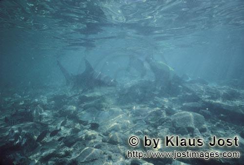 Bullenhai/Bull shark/Carcharhinus leucas        Bull Shark and divers in shallow water        
