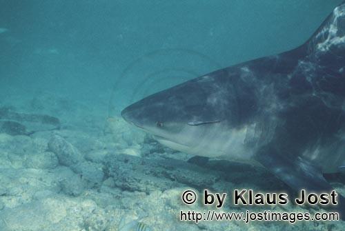 Bull shark/Carcharhinus leucas        Bull Shark side portrait        Together with the Tiger Shark 
