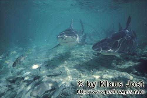 Bull shark/Carcharhinus leucas        Bull Shark on patrol off the Shark Beach        Together with 
