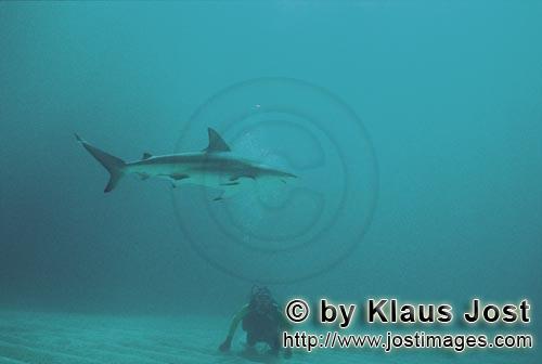 Karibischer Riffhai/Caribbean reff shark/Carcharhinus perezi        Caribbean reef shark         