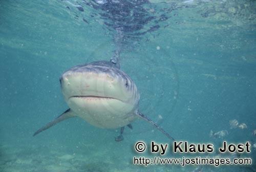 Bullenhai/Bull Shark/Carcharhinus leucas        Bull Shark picture close up        Together with the