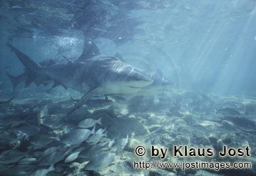 Bullenhai/Bull shark/Carcharhinus leucas        Bull Sharks in the afternoon light            
