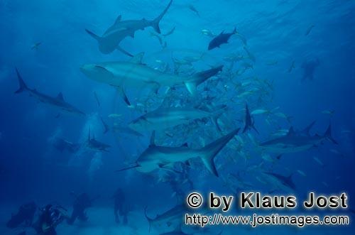 Caribbean Reef Sharks/Carcharhinus perezi    Blacktip Sharks/Carcharhinus limbatus        
