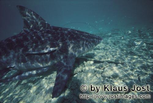 Bullenhai/Bull shark/Carcharhinus leucas        Large Bull Shark off the Shark Beach        Together