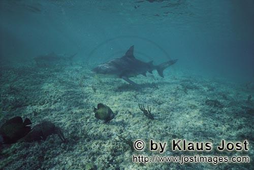 Bull shark/Carcharhinus leucas    Lemon shark/Negaprion brevirostris        Bull- and Lemon Sharks in 