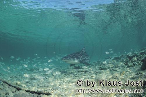 Bull shark/Carcharhinus leucas        Bull Shark in the shallow water off the Shark Beach        Tog