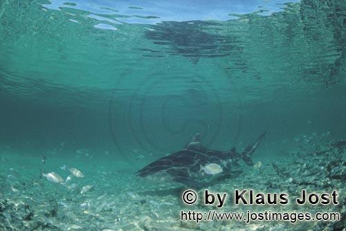 Bullenhai/Bull shark/Carcharhinus leucas        Bull Shark in the shallow water of Walker's Bay  
