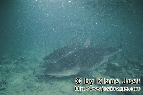 Bullenhai/Bull shark/Carcharhinus leucas        Two Bull Sharks in poor underwater visibility      