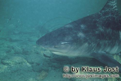 Bullenhai/Bull shark/Carcharhinus leucas        Portrait of a Bull Shark off the Shark Beach of Walk