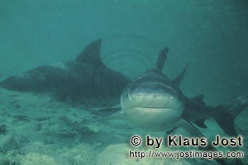 Bull shark/Carcharhinus leucas        Curiously the Bull Shark gets closer        Together with the 