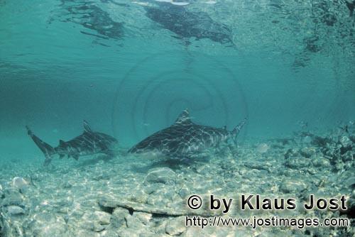 Bullenhai/Bull shark/Carcharhinus leucas        Bull Sharks in shallow water        