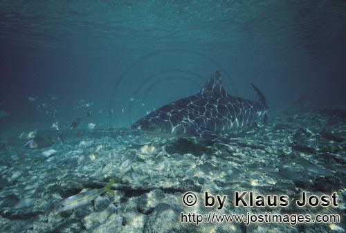 Bullenhai/Bull shark/Carcharhinus leucas        Bull Shark near the beach of Walker's Cay        Tog
