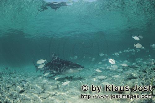 Bull shark/Carcharhinus leucas        Bull Shark in a fish shoal off the Shark Beach        Together