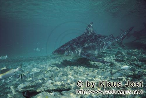 Bullenhai/Bull shark/Carcharhinus leucas        Bull Shark in the shallow water off Walker's Bay